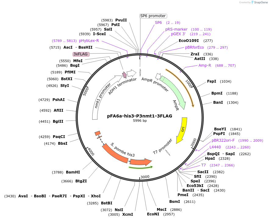 19339-plasmid-map-sequence-id-8994