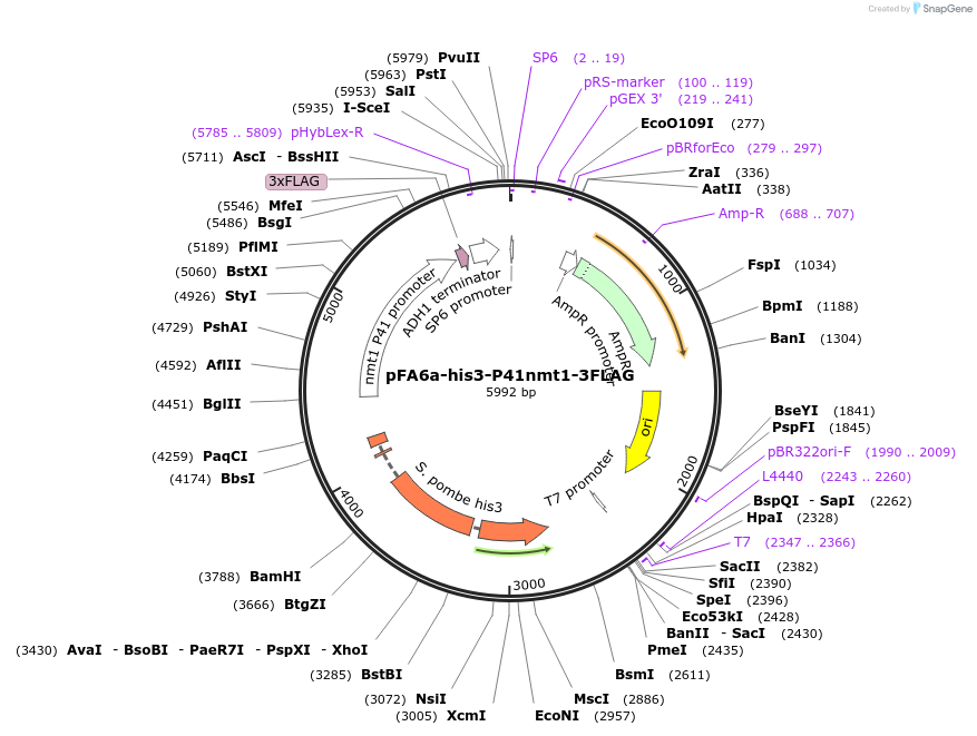 19340-plasmid-map-sequence-id-8995