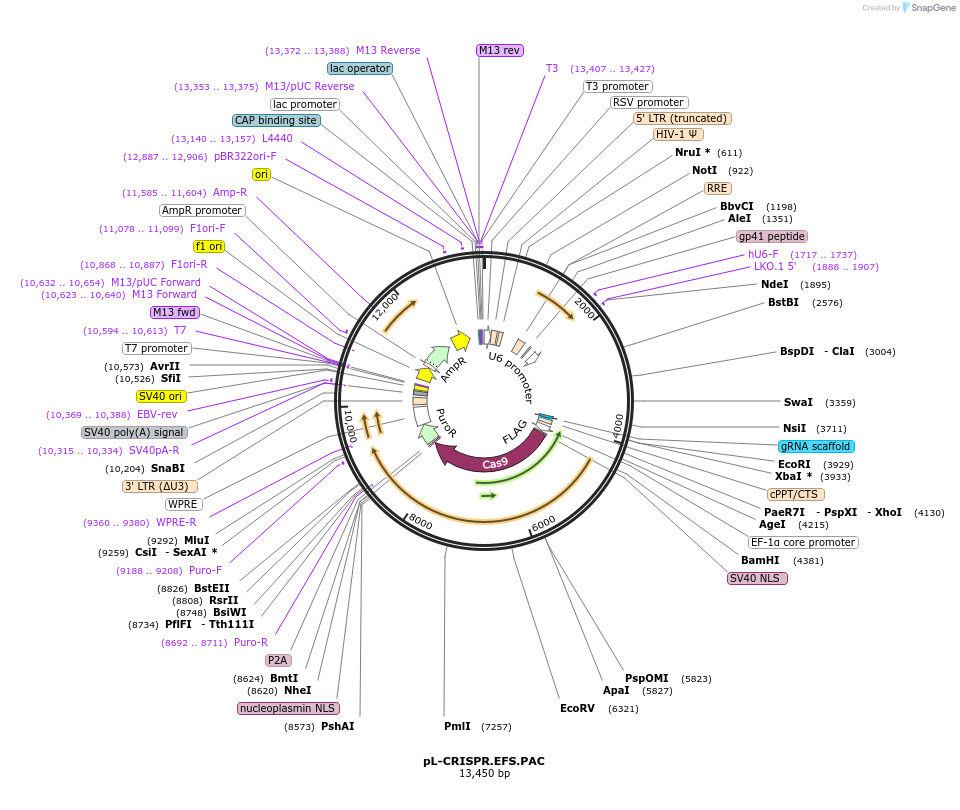 57828-plasmid-map-sequence-id-89981