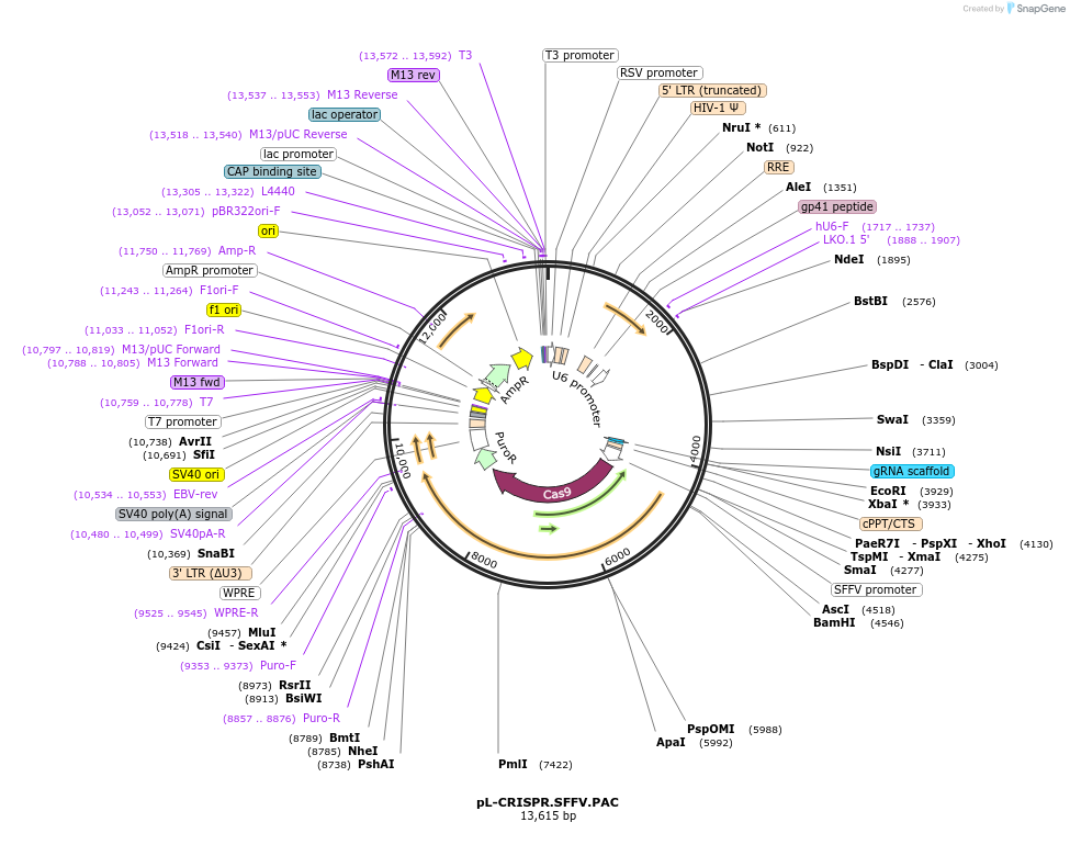57829-plasmid-map-sequence-id-89983