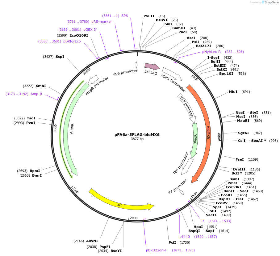 19344-plasmid-map-sequence-id-8999