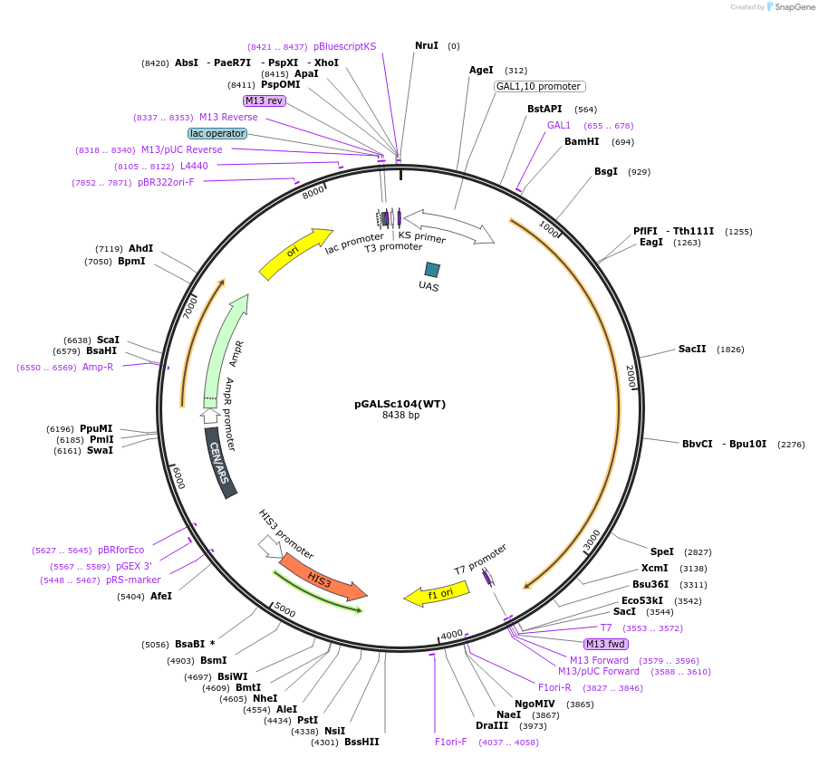 1146-plasmid-map-sequence-id-9