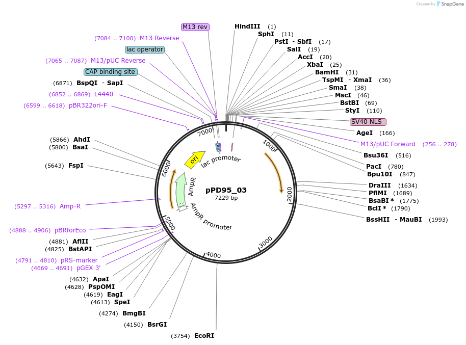 1479-plasmid-map-sequence-id-90