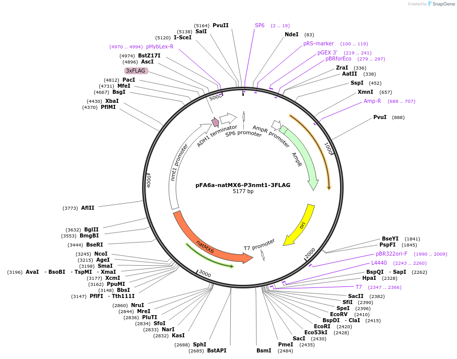 19345-plasmid-map-sequence-id-9000