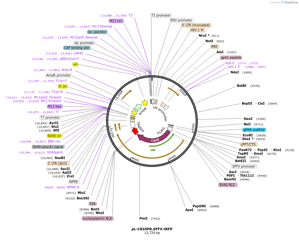 57826-plasmid-map-sequence-id-90017