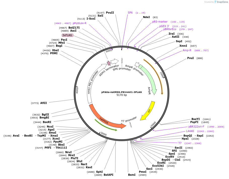 19347-plasmid-map-sequence-id-9002