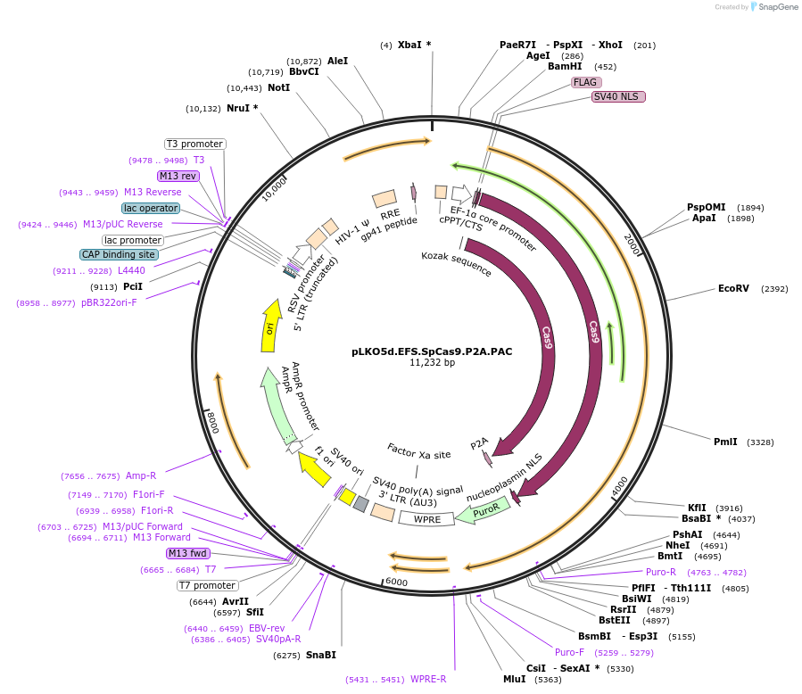 58329-plasmid-map-sequence-id-90021