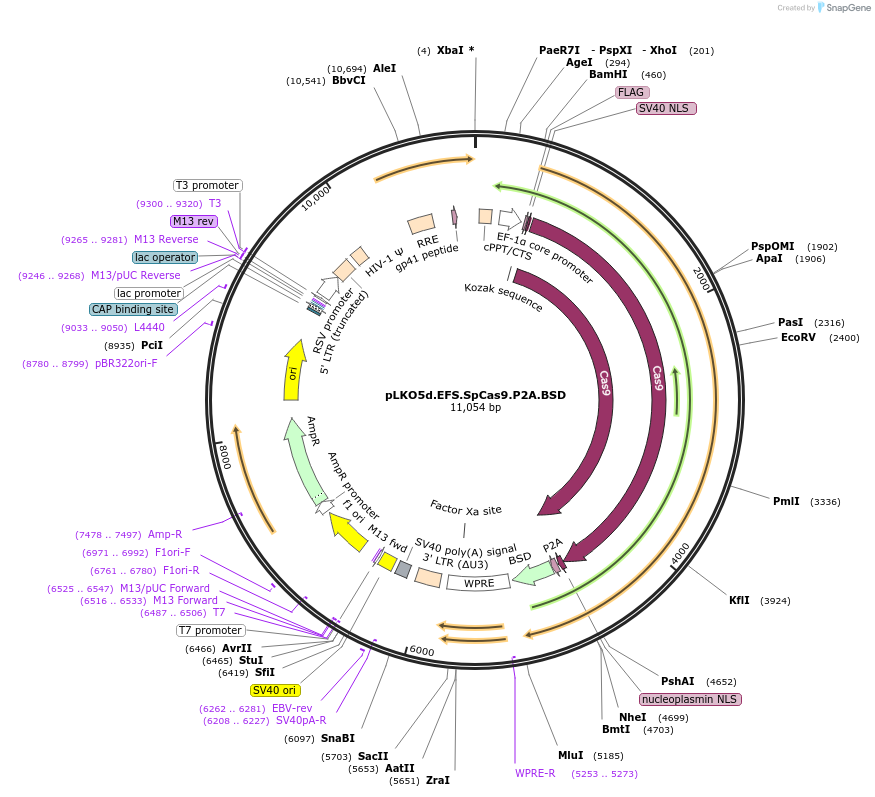 57821-plasmid-map-sequence-id-90023