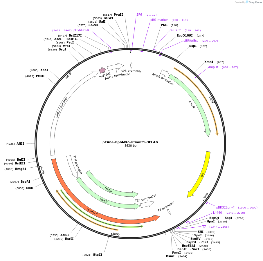 19348-plasmid-map-sequence-id-9003