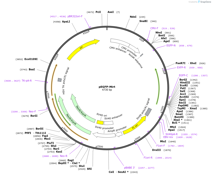 58330-plasmid-map-sequence-id-90053
