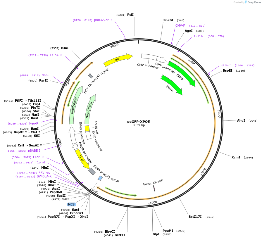 58331-plasmid-map-sequence-id-90054
