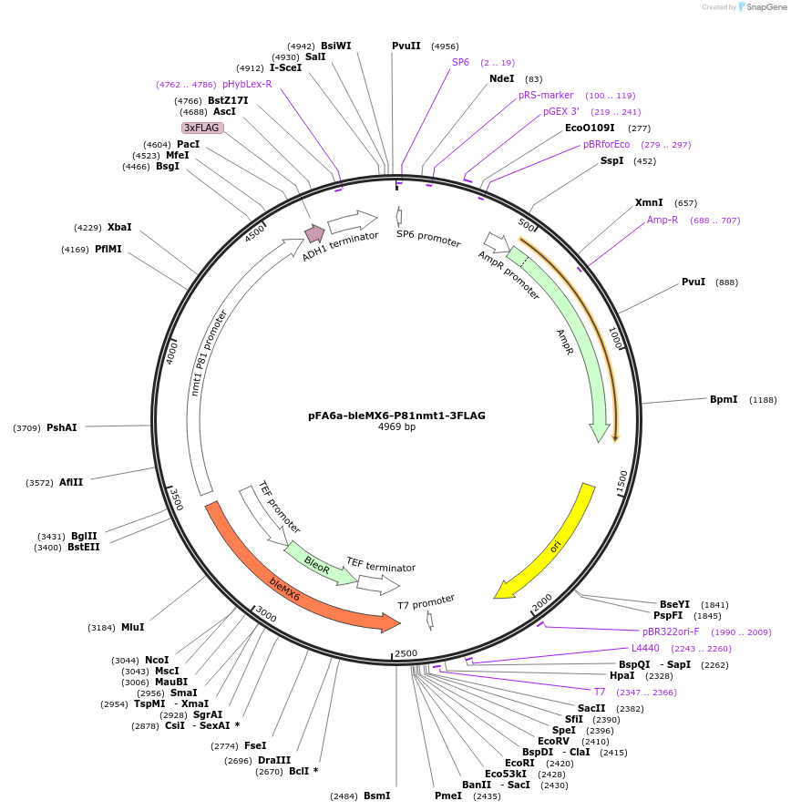 19353-plasmid-map-sequence-id-9008