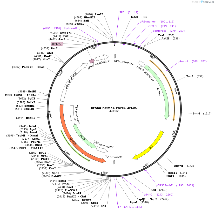 19355-plasmid-map-sequence-id-9010