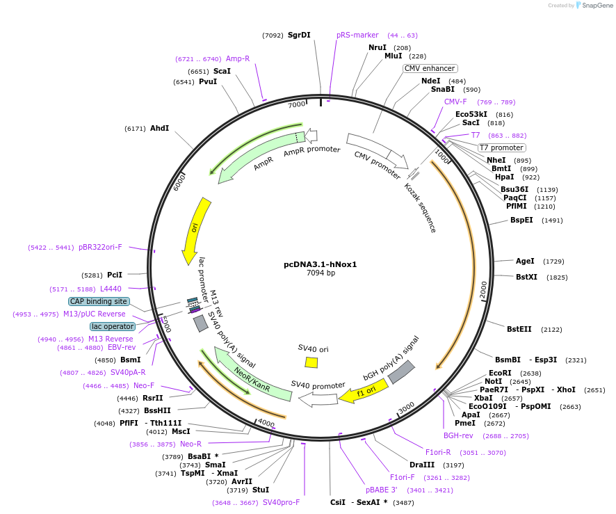 58344-plasmid-map-sequence-id-90111