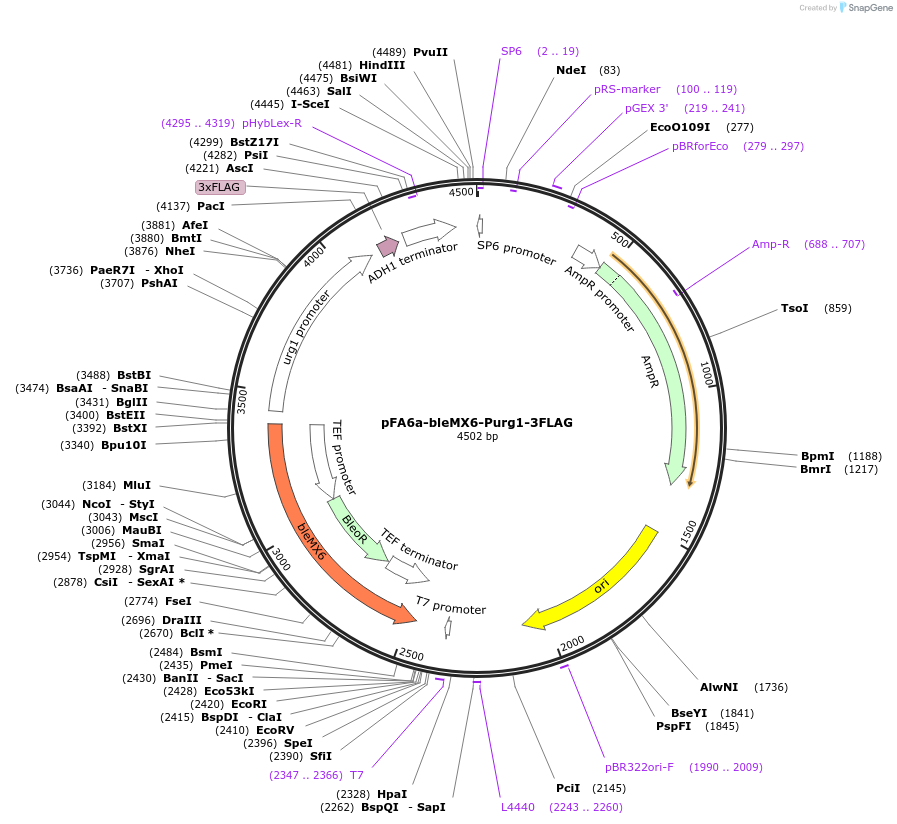 19357-plasmid-map-sequence-id-9012