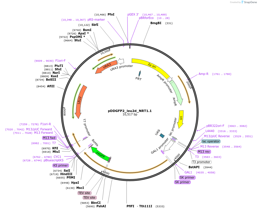 58332-plasmid-map-sequence-id-90124