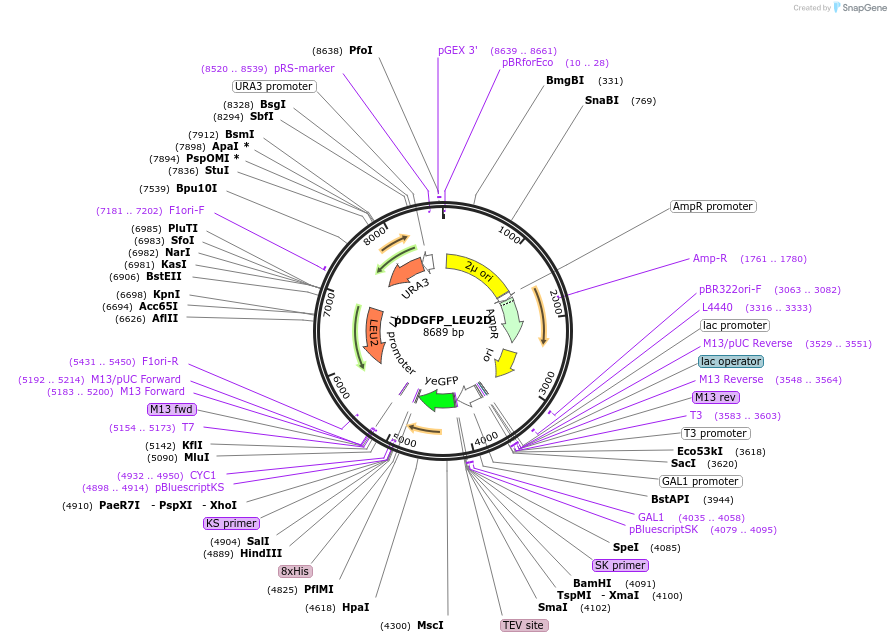 58352-plasmid-map-sequence-id-90125