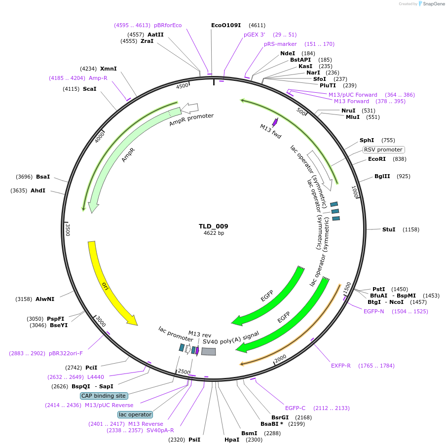 19695-plasmid-map-sequence-id-9018