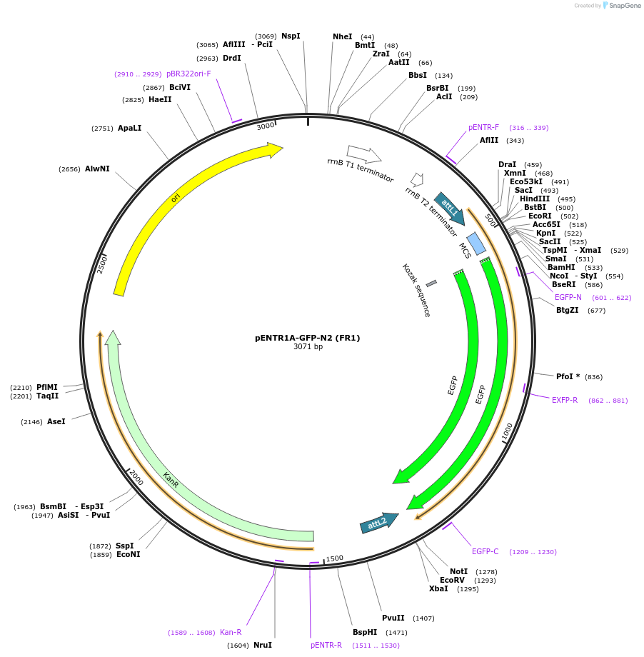 19364-plasmid-map-sequence-id-9019
