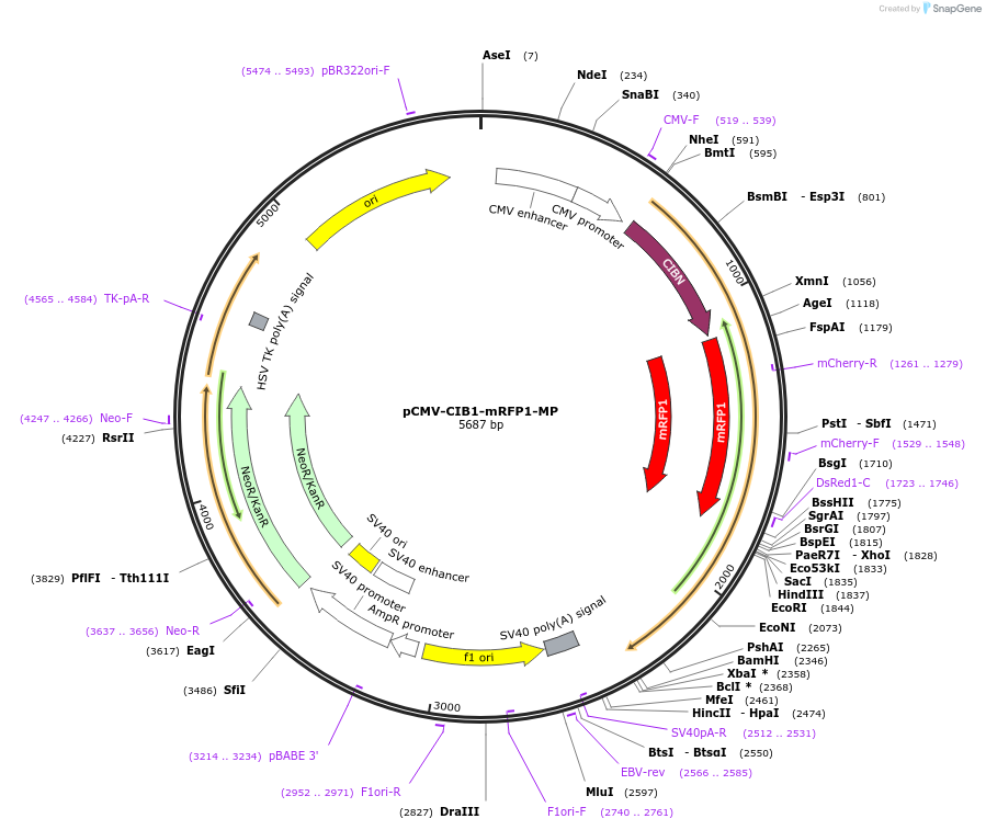 58367-plasmid-map-sequence-id-90202