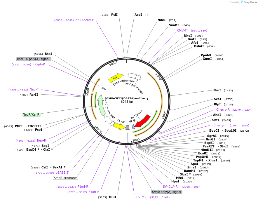 58369-plasmid-map-sequence-id-90204