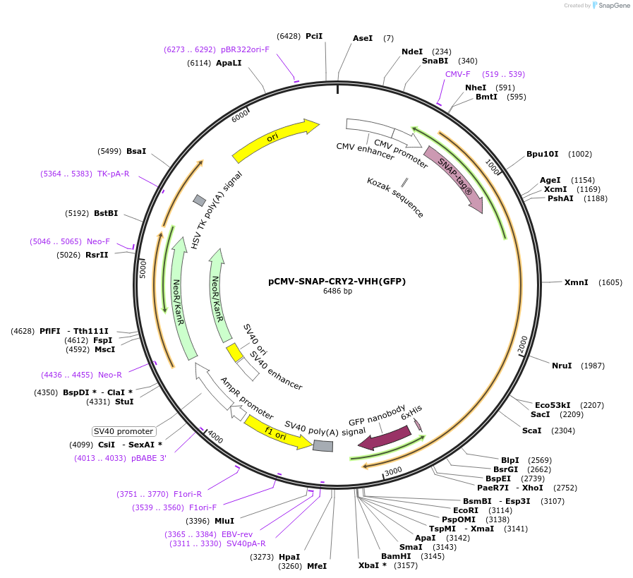 58370-plasmid-map-sequence-id-90205