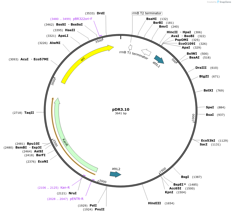 19367-plasmid-map-sequence-id-9022