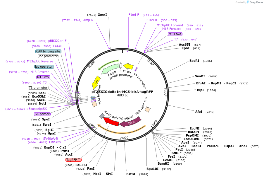 58378-plasmid-map-sequence-id-90222