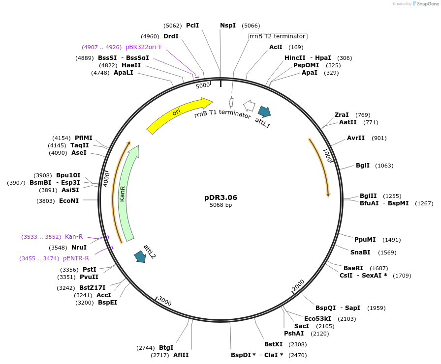 19368-plasmid-map-sequence-id-9023