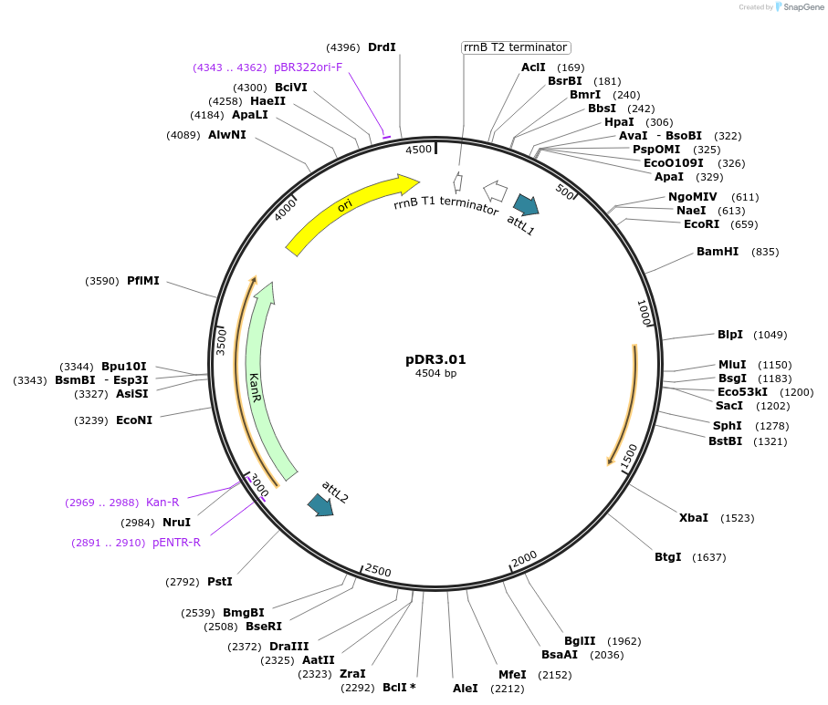 19369-plasmid-map-sequence-id-9024