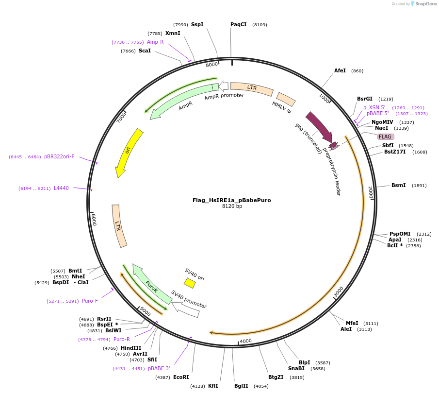 54337-plasmid-map-sequence-id-90251