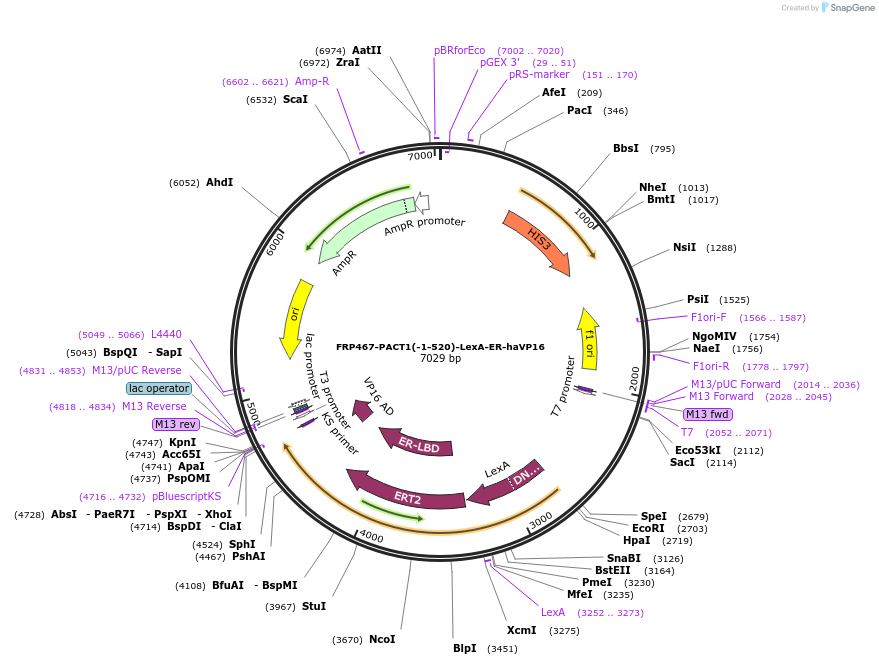 58430-plasmid-map-sequence-id-90258