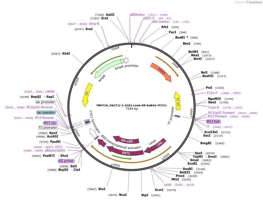 58431-plasmid-map-sequence-id-90259