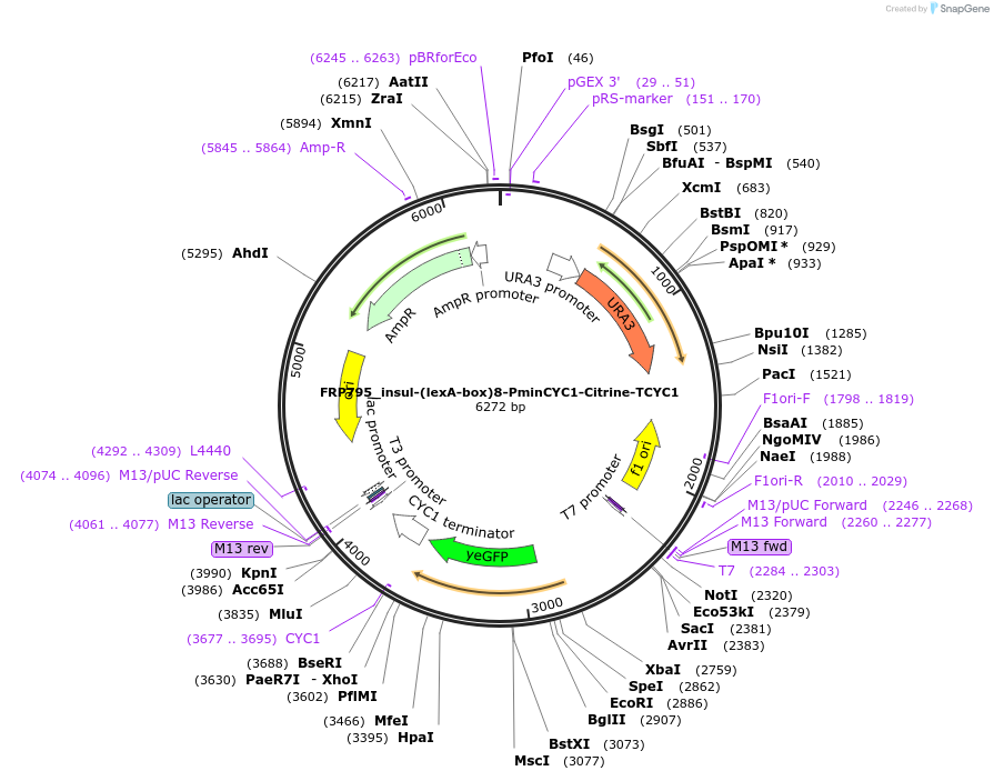 58435-plasmid-map-sequence-id-90263