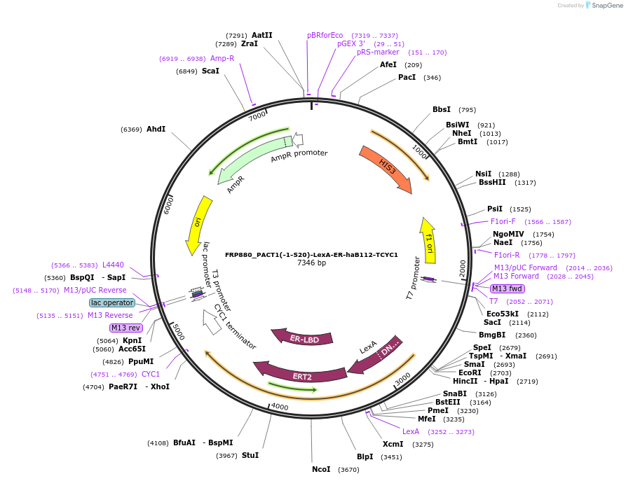 58437-plasmid-map-sequence-id-90265