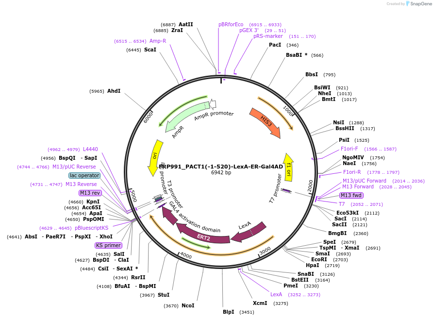 58438-plasmid-map-sequence-id-90266