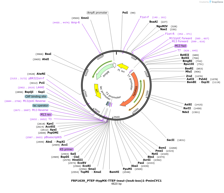58439-plasmid-map-sequence-id-90267
