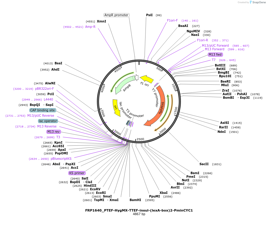 58440-plasmid-map-sequence-id-90268