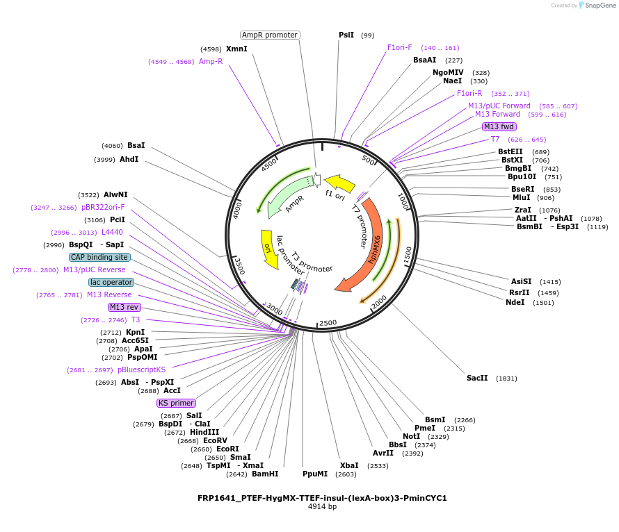 58441-plasmid-map-sequence-id-90269