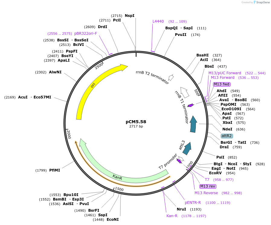 19375-plasmid-map-sequence-id-9030