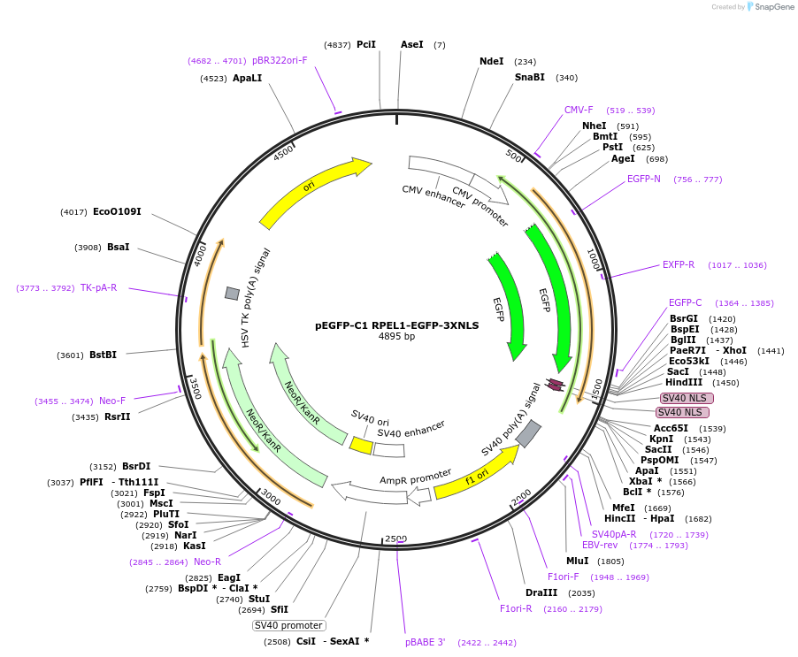 58469-plasmid-map-sequence-id-90307