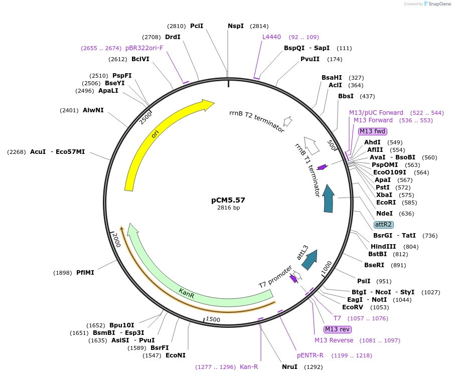 19378-plasmid-map-sequence-id-9031