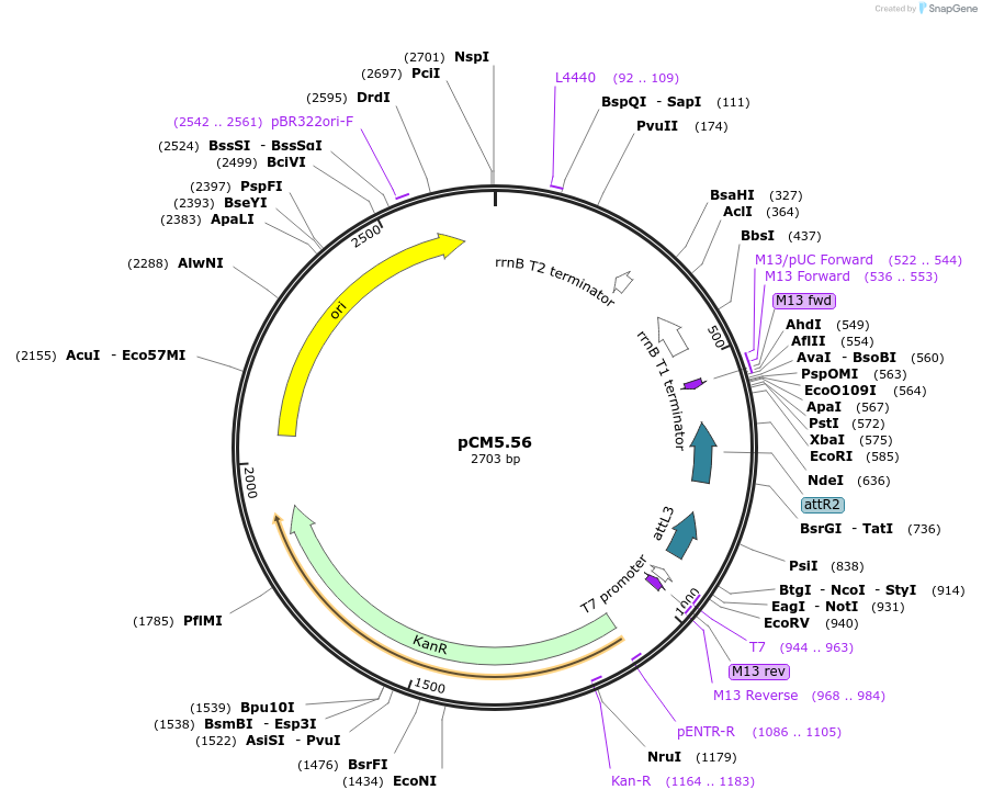 19379-plasmid-map-sequence-id-9032