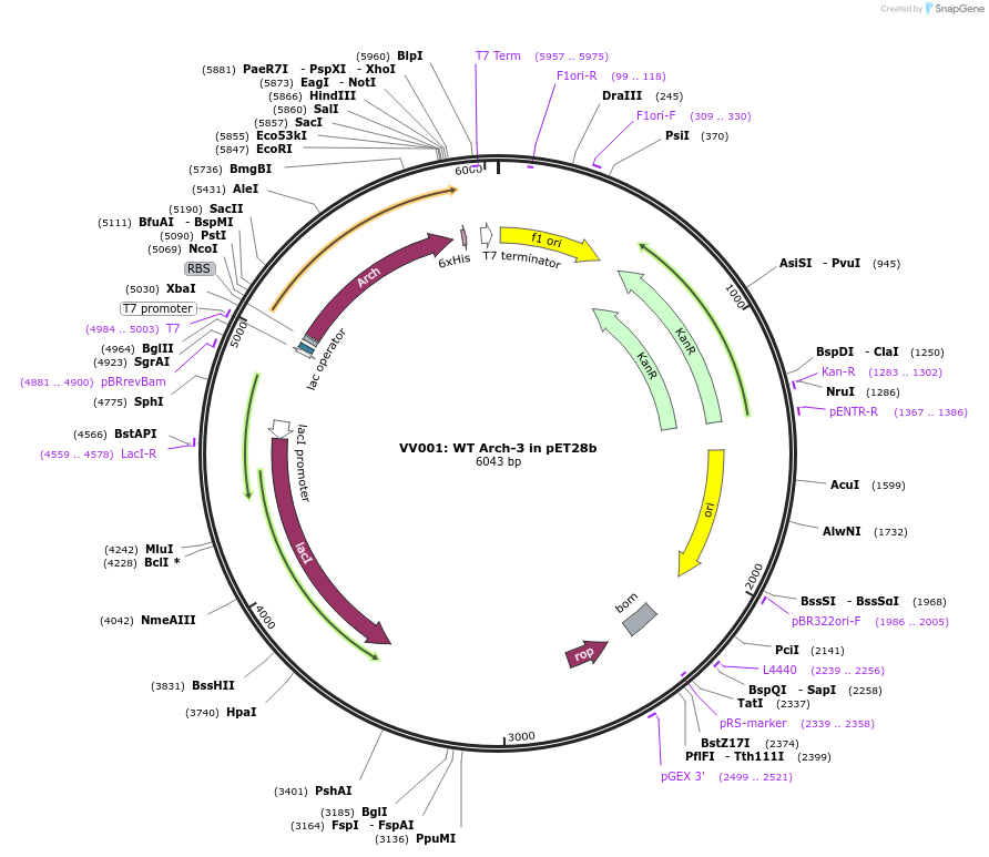 58487-plasmid-map-sequence-id-90336