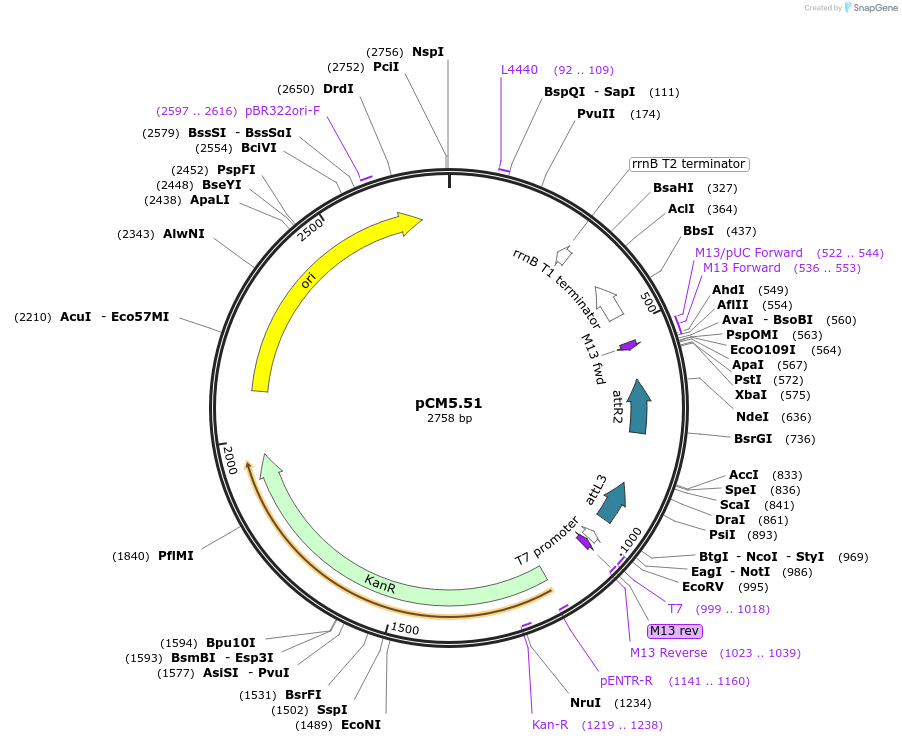 19382-plasmid-map-sequence-id-9035