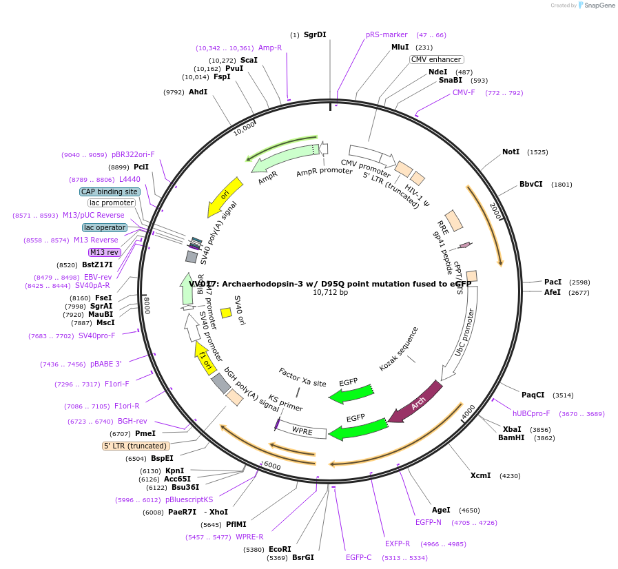 58490-plasmid-map-sequence-id-90354