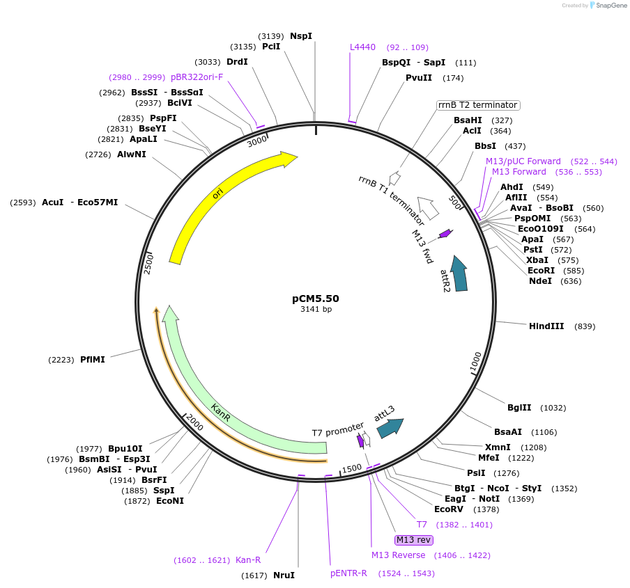 19383-plasmid-map-sequence-id-9036
