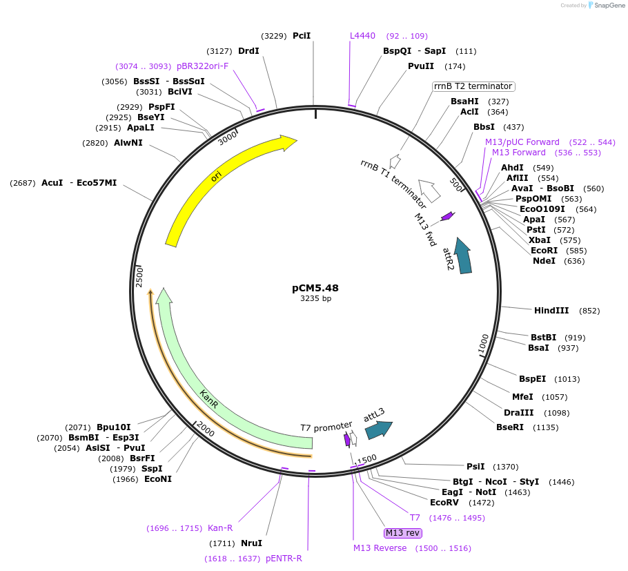 19385-plasmid-map-sequence-id-9038