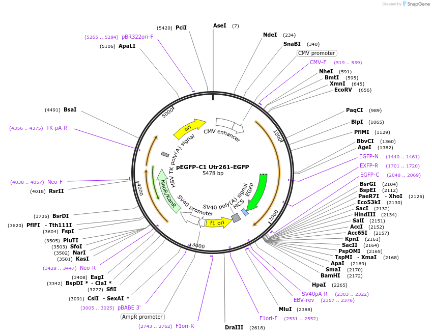 58471-plasmid-map-sequence-id-90380