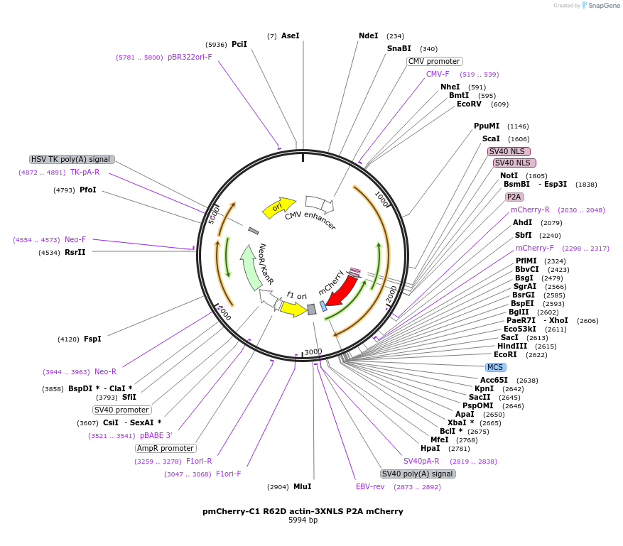 58477-plasmid-map-sequence-id-90386